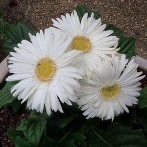 Meet your Posher, Kay